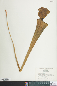 Sarracenia flava image