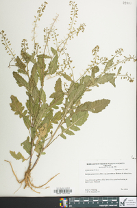 Rorippa palustris subsp. fernaldiana image
