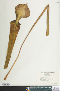 Sarracenia flava image