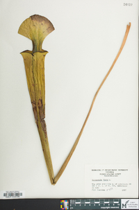 Sarracenia flava image