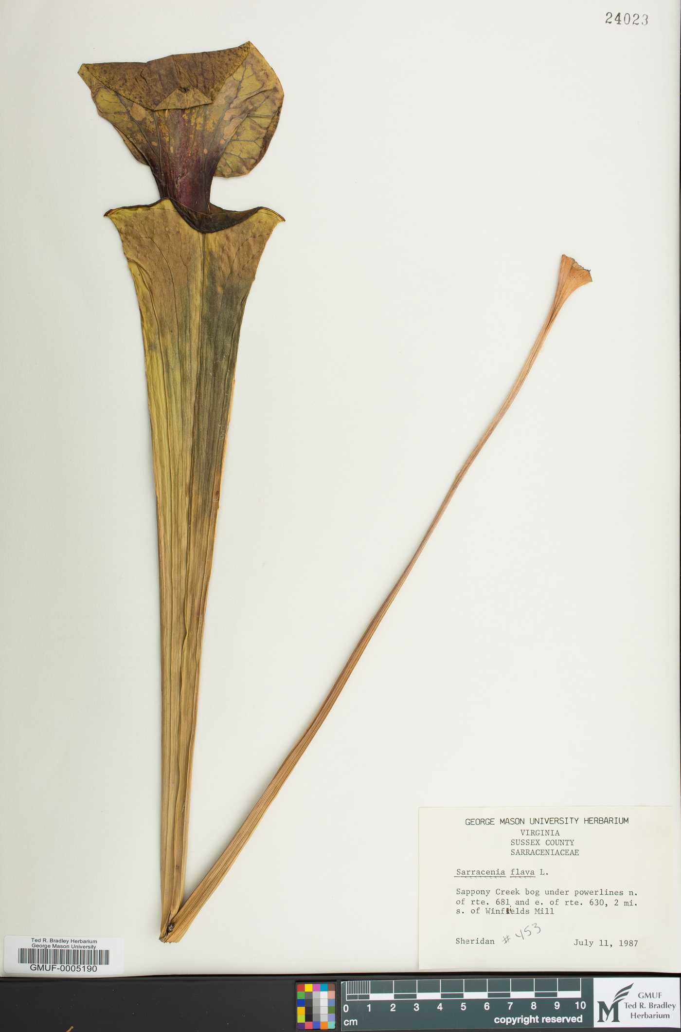 Sarracenia flava image