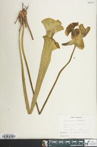 Sarracenia flava image