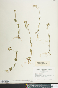 Microthlaspi perfoliatum image