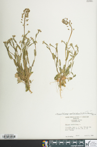 Microthlaspi perfoliatum image