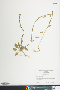 Thlaspi alliaceum image