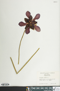 Sarracenia purpurea image