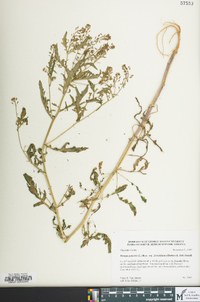Rorippa palustris subsp. fernaldiana image