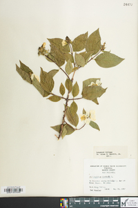 Philadelphus inodorus image