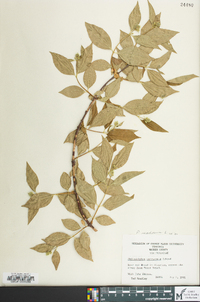 Philadelphus inodorus image