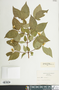 Philadelphus inodorus image