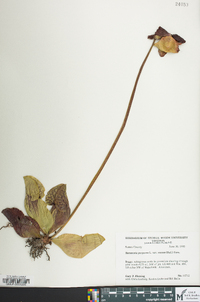 Sarracenia purpurea image