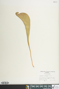 Sarracenia psittacina image