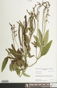 Verbena hastata image