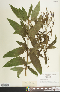 Verbena hastata image