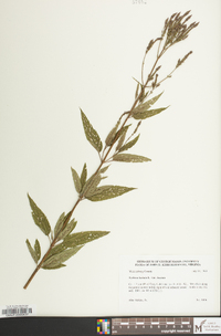 Verbena hastata image