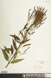 Verbena hastata image