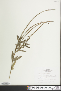 Verbena simplex image