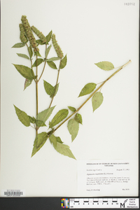 Agastache nepetoides image