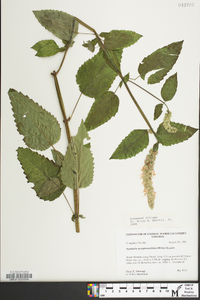 Agastache scrophulariifolia image