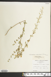 Clinopodium nepeta subsp. glandulosum image