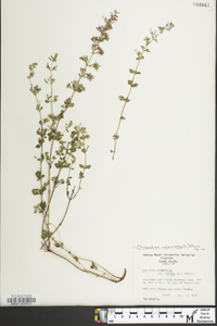 Clinopodium nepeta image
