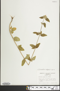 Clinopodium vulgare image