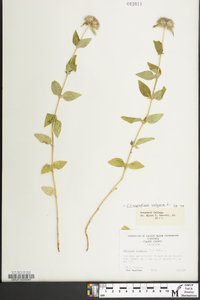 Clinopodium vulgare image