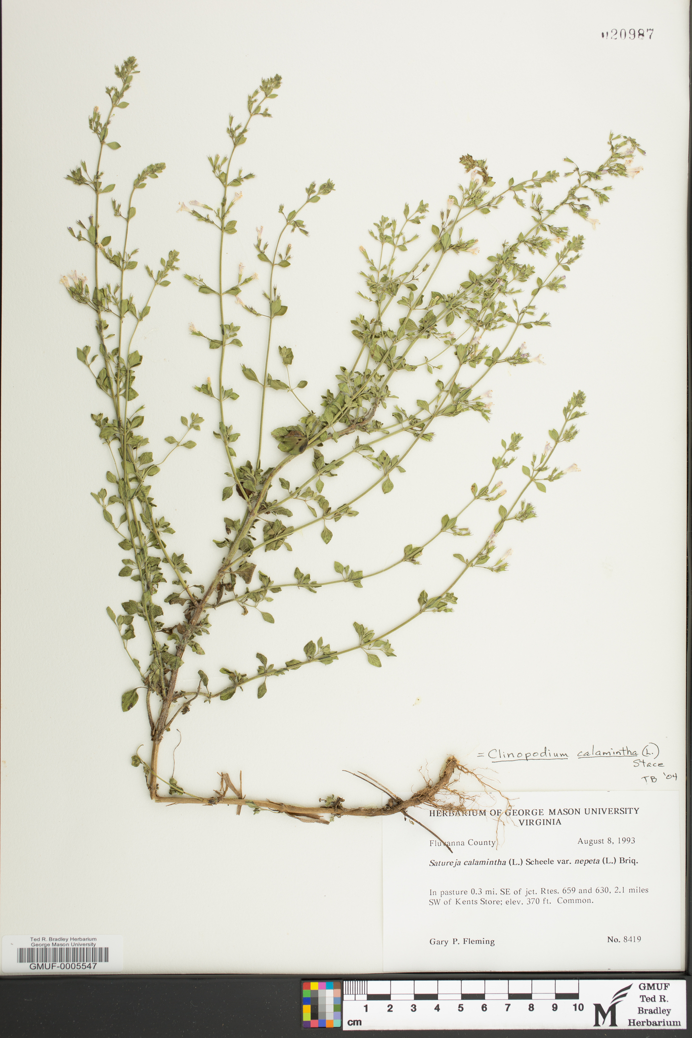 Clinopodium calamintha image