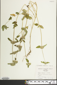 Clinopodium vulgare image