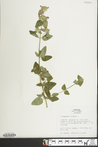 Clinopodium vulgare image