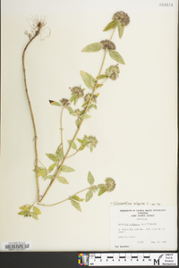 Clinopodium vulgare image