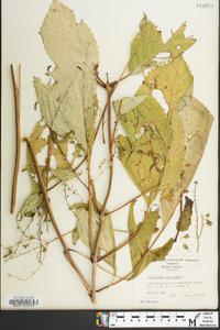 Collinsonia canadensis image