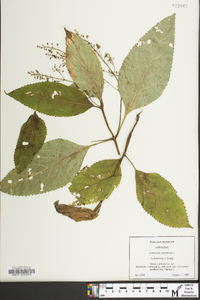 Collinsonia canadensis image