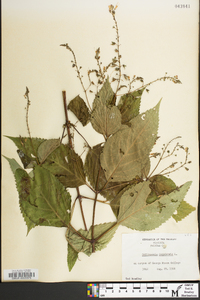 Collinsonia canadensis image