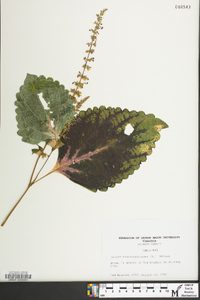 Solenostemon scutellarioides image