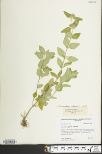 Clinopodium vulgare image