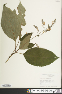 Collinsonia canadensis image