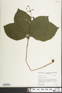 Collinsonia verticillata image