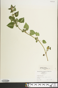 Lamium maculatum image