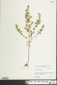 Trichostema coeruleum image