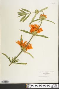 Leonotis leonurus image