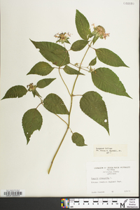 Monarda clinopodia image