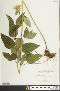 Monarda clinopodia image