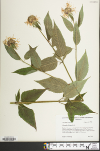 Monarda clinopodia image