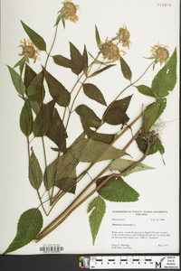 Monarda clinopodia image