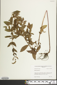 Mentha spicata image