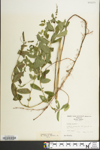 Mentha spicata image