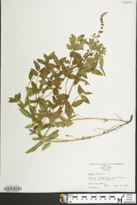 Mentha spicata image