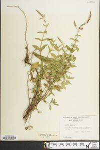 Mentha spicata image