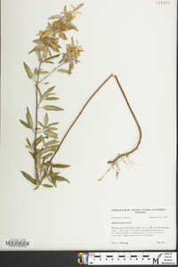 Monarda punctata image